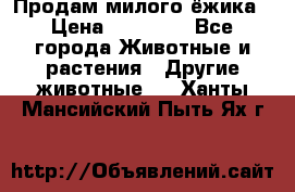 Продам милого ёжика › Цена ­ 10 000 - Все города Животные и растения » Другие животные   . Ханты-Мансийский,Пыть-Ях г.